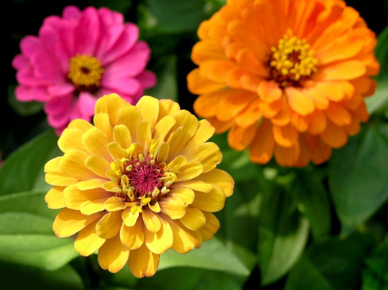 Local Zinnia Planting pros at work