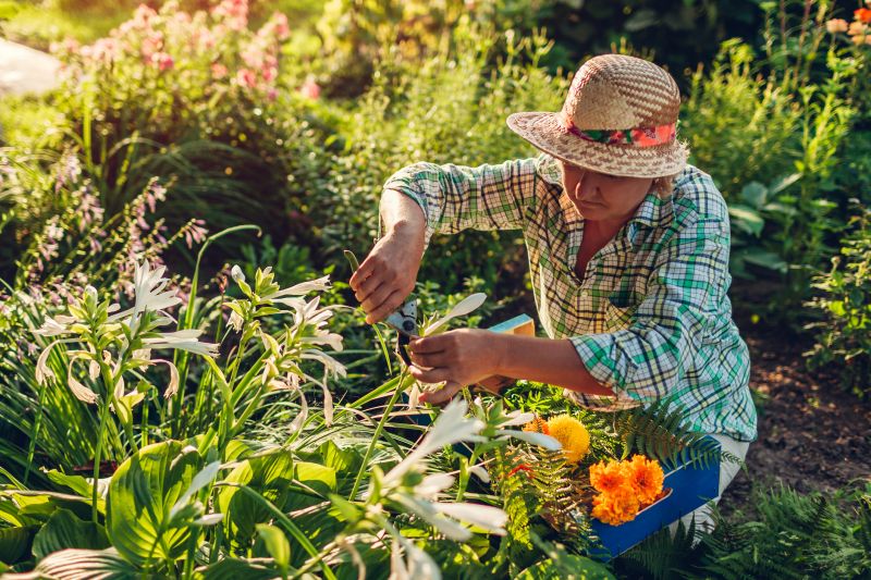 Zinnia Planting